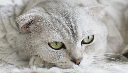 开云网页版登录入口-【丁俊晖专属训练】如何练出精准控制母球的绝技？，丁俊晖教程